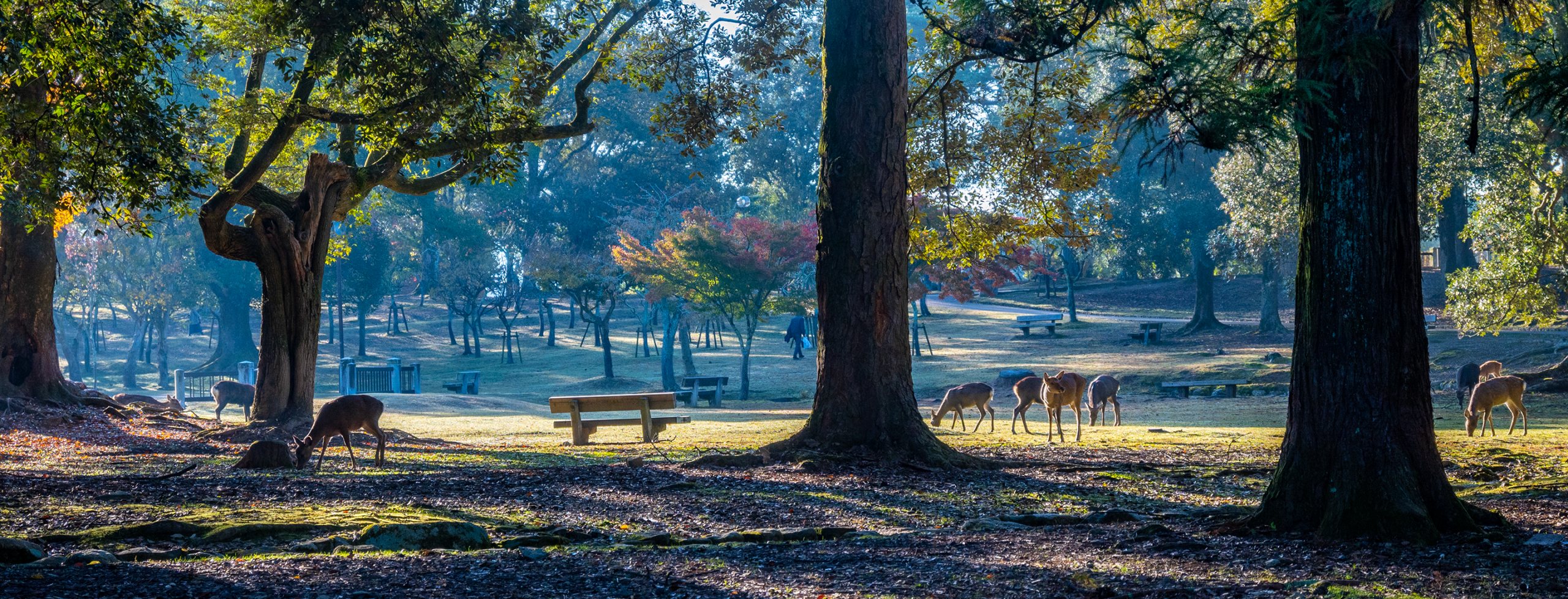 奈良公園